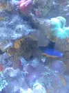 [TodoMarino.com] 2 ocellaris + 1 hemycianea