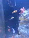 [TodoMarino.com] 2 ocellaris + 1 hemycianea