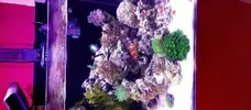 [TodoMarino.com] Cambio acuario completo BCN