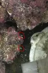 [TodoMarino.com] El Reef de Little