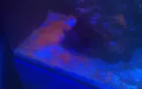 [TodoMarino.com] El Reef de Little