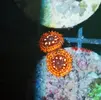 [TodoMarino.com] Zoanthussssssss
