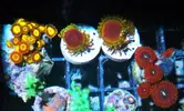 [TodoMarino.com] Zoanthussssssss