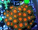 [TodoMarino.com] Zoanthussssssss