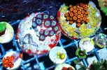 [TodoMarino.com] Zoanthussssssss
