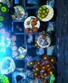 [TodoMarino.com] Zoanthussssssss