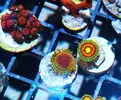 [TodoMarino.com] Zoanthussssssss
