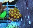 [TodoMarino.com] Zoanthussssssss