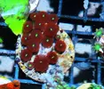 [TodoMarino.com] Zoanthussssssss