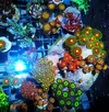 [TodoMarino.com] Zoanthussssssss