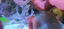 [TodoMarino.com] Corales y anémonas