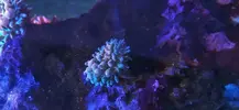 [TodoMarino.com] Corales y anémonas
