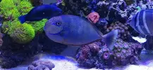 [TodoMarino.com] vendo naso vlamingii