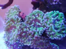 [TodoMarino.com] Eufhylia paradivisa