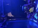 [TodoMarino.com] Chelmon nuevo en acuario mixto con flavens y hepatus
