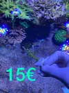 [TodoMarino.com] Esquejes Acropora