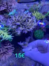 [TodoMarino.com] Esquejes Acropora