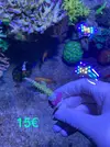 [TodoMarino.com] Esquejes Acropora