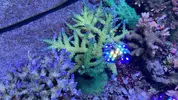 [TodoMarino.com] Esquejes Acropora