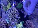 [TodoMarino.com] Esquejes Acropora