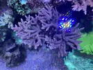 [TodoMarino.com] Esquejes Acropora