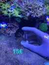 [TodoMarino.com] Esquejes Acropora