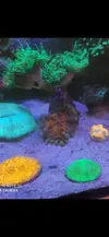 [TodoMarino.com] Pieza de euphylia glabrencens
