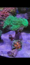 [TodoMarino.com] Pieza de euphylia glabrencens