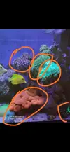 [TodoMarino.com] Piezas de coral regalo envio rebajas