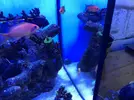 [TodoMarino.com] Vendo cardumen de 5 anthias Vigo y envíos