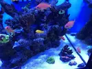 [TodoMarino.com] Vendo cardumen de 5 anthias Vigo y envíos