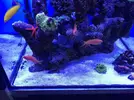 [TodoMarino.com] Vendo cardumen de 5 anthias Vigo y envíos
