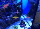 [TodoMarino.com] Vendo cardumen de 5 anthias Vigo y envíos