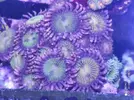 [TodoMarino.com] Venta zoas