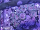 [TodoMarino.com] Venta zoas