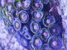 [TodoMarino.com] Venta zoas