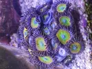 [TodoMarino.com] Venta zoas