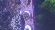 [TodoMarino.com] Venta zoas