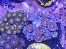 [TodoMarino.com] Venta zoas