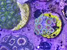 [TodoMarino.com] Venta zoas