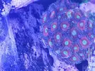 [TodoMarino.com] Venta zoas