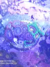 [TodoMarino.com] Venta zoas