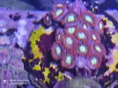 [TodoMarino.com] Venta zoas