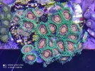 [TodoMarino.com] Venta zoas