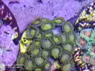 [TodoMarino.com] Venta zoas