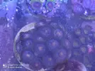 [TodoMarino.com] Venta zoas