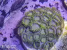 [TodoMarino.com] Venta zoas