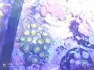 [TodoMarino.com] Venta zoas