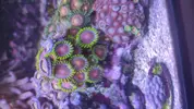 [TodoMarino.com] Venta zoas