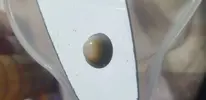 [TodoMarino.com] Que caracol es este??